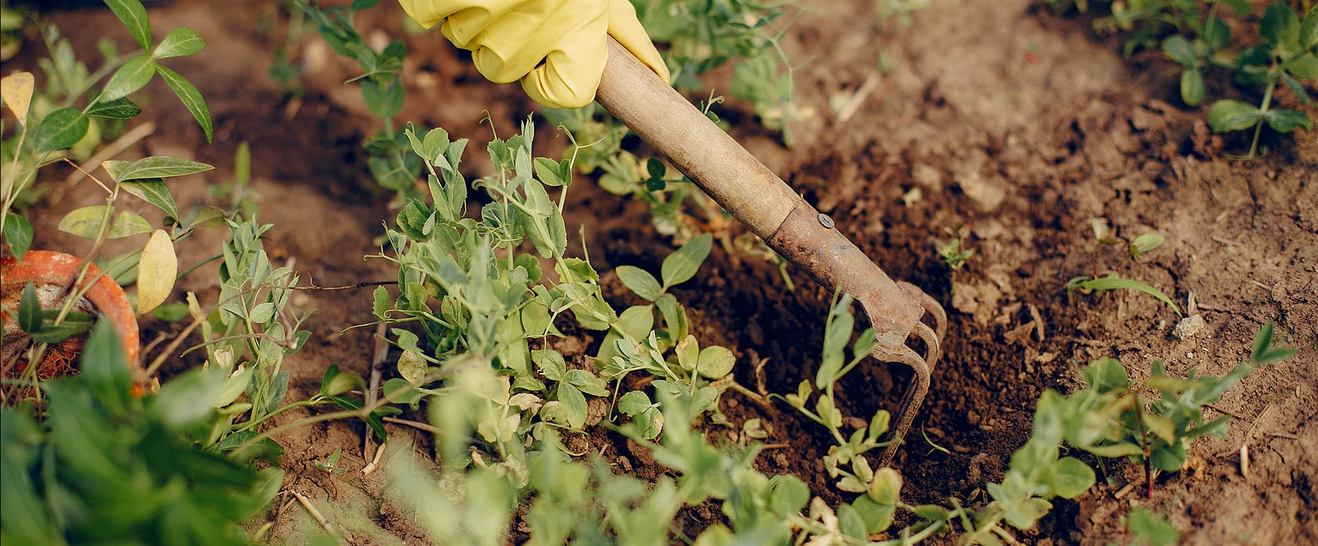 valoriser-vegetaux-jardin