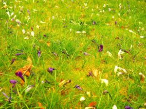 pelouse avec des fleurs
