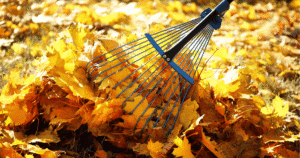 Comment valoriser les feuilles mortes au jardin ? 2 feuilles mortes et rateau à l'automne
