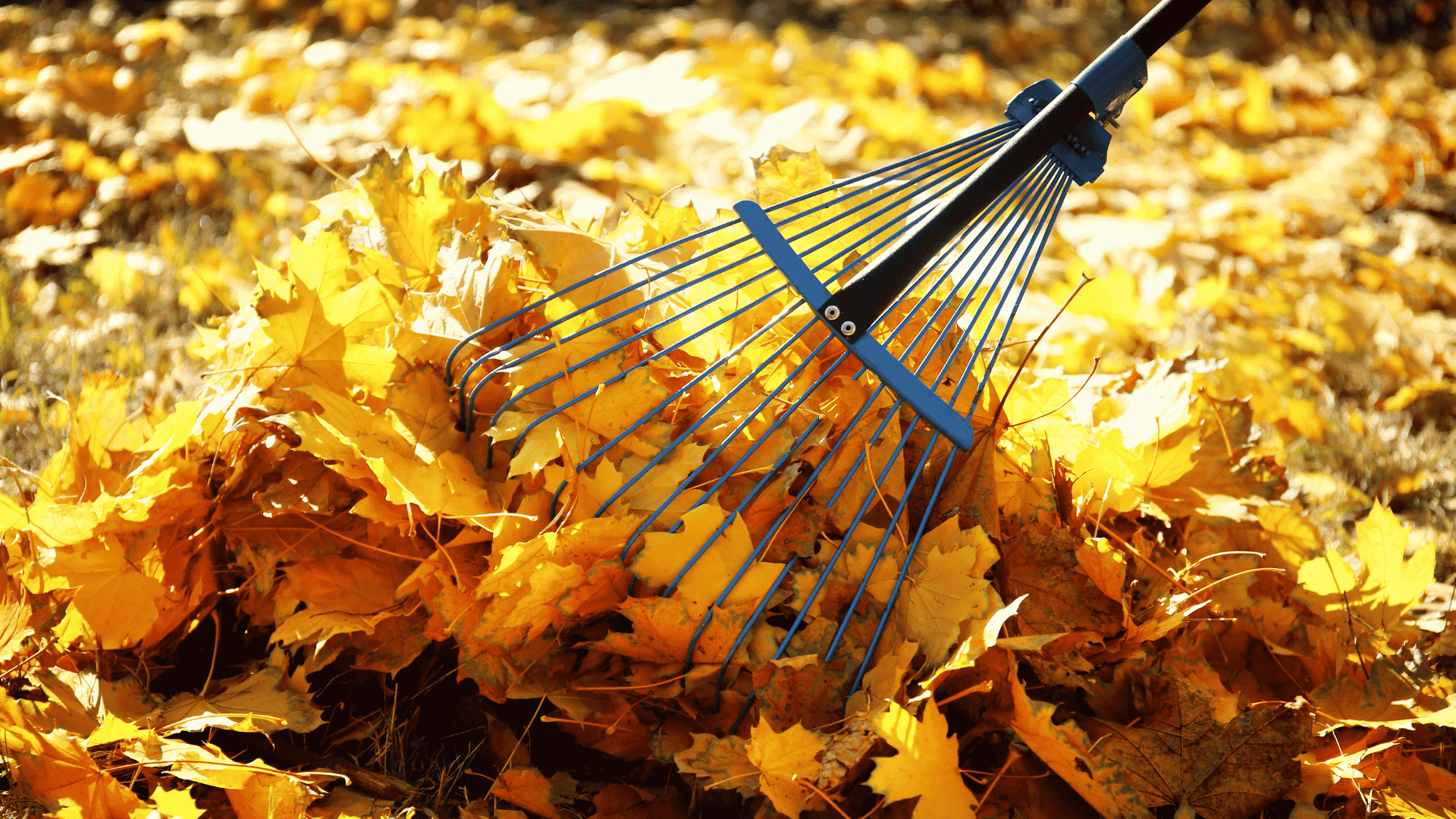 feilles mortes et rateau à l'automne